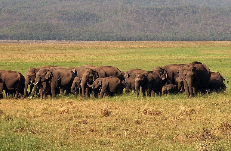 Elephant