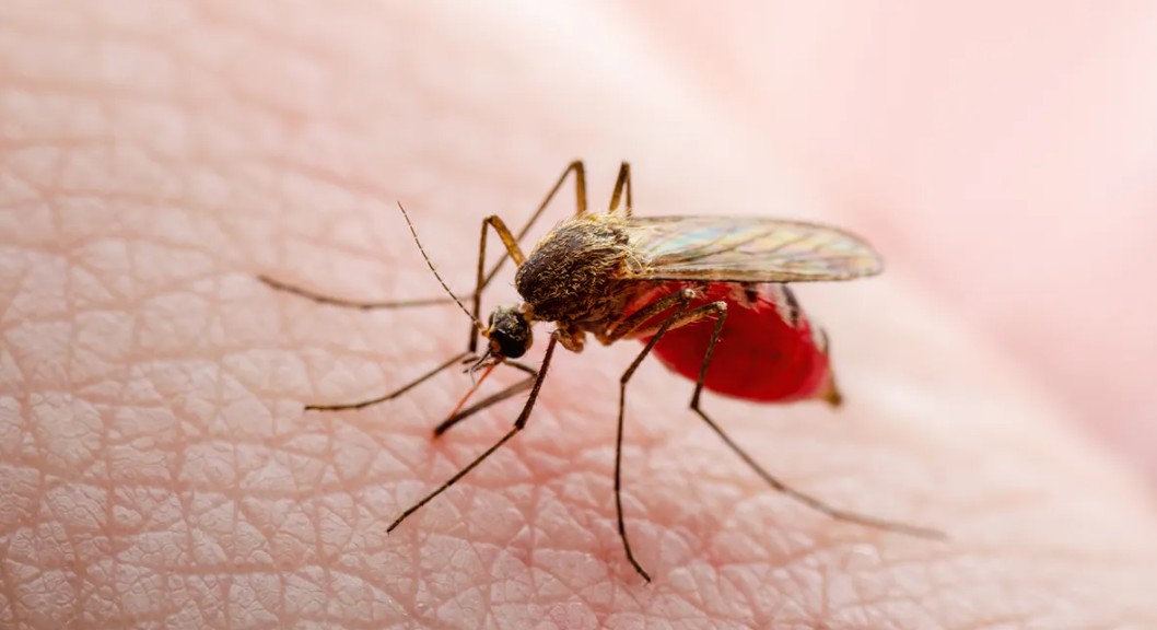 dengue