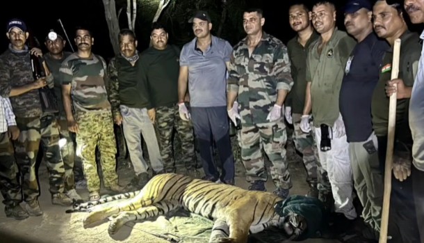 tiger