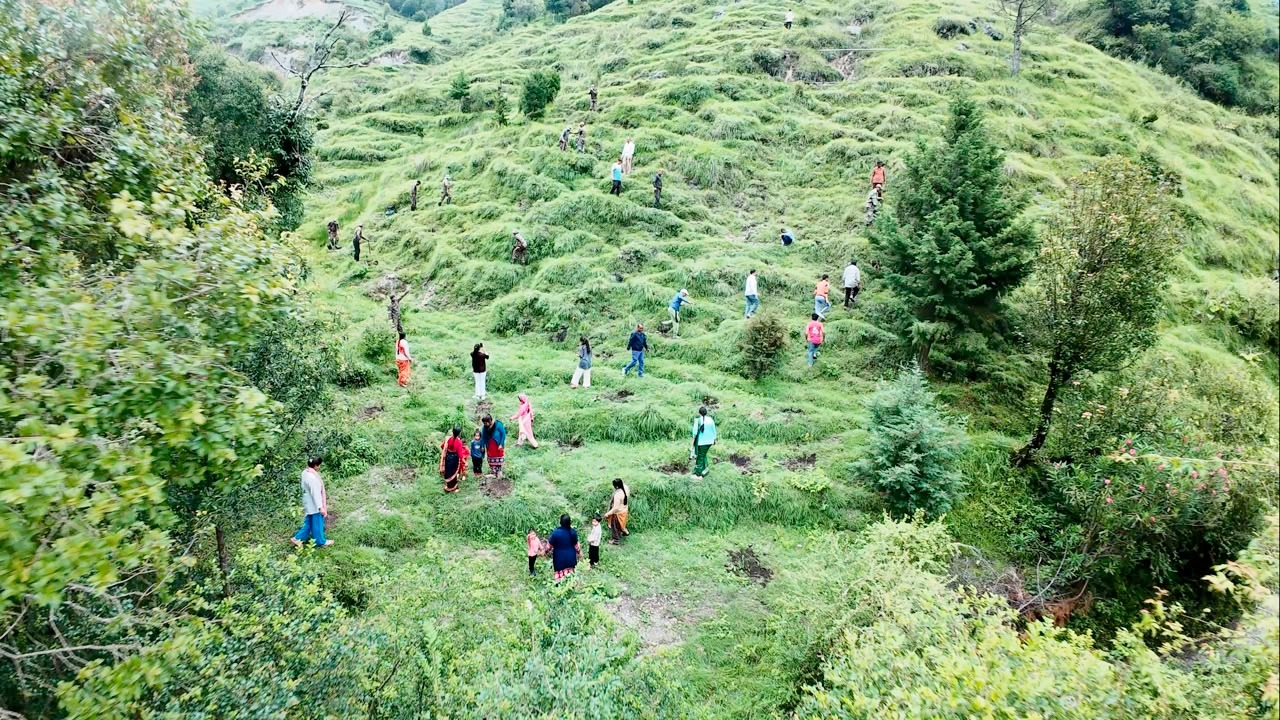 Plantation