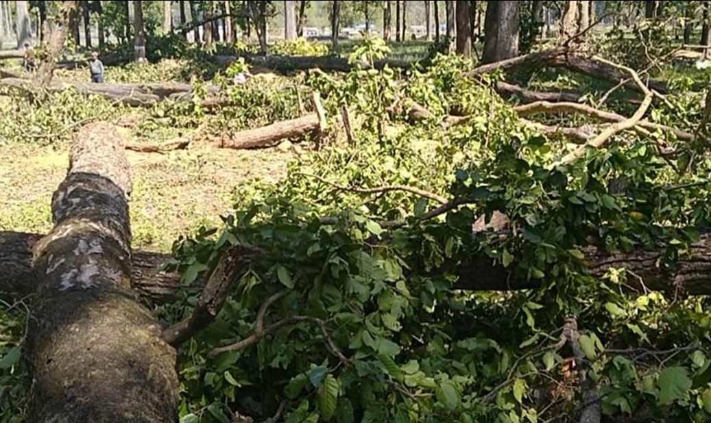 tree-felling
