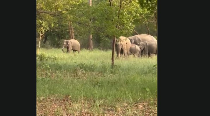 Elephant