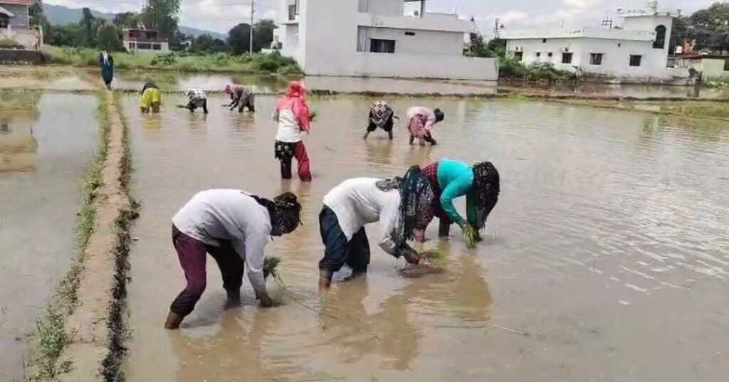 farmers