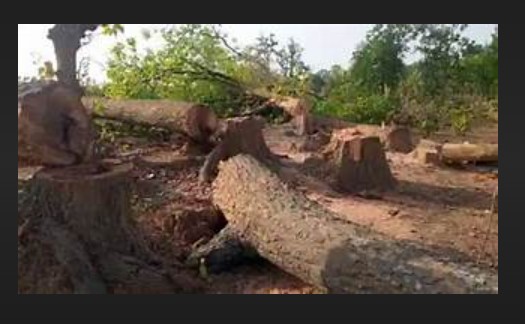 tree felling