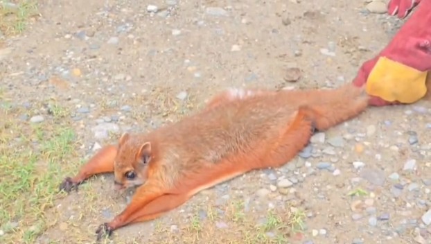 Flying Squirrel