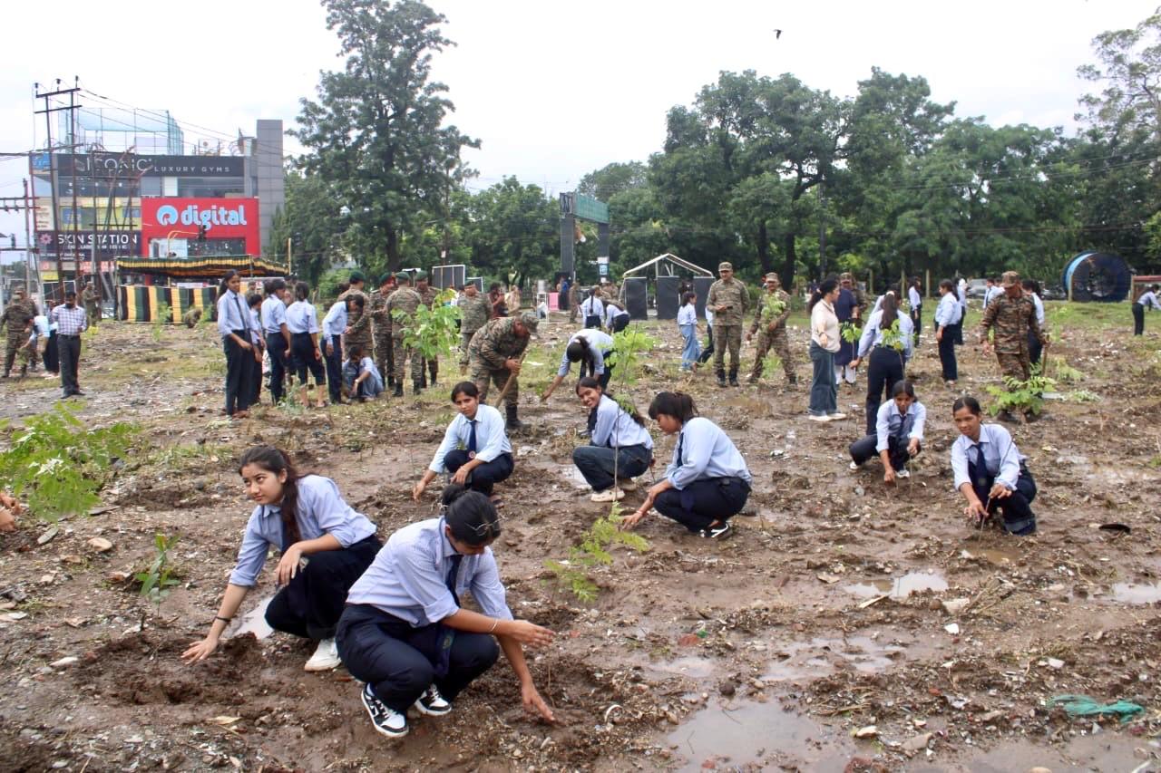 plant trees
