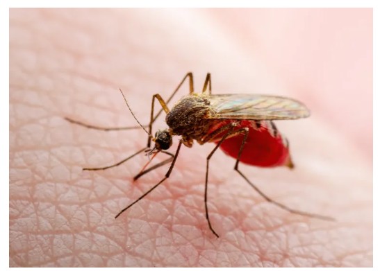 dengue