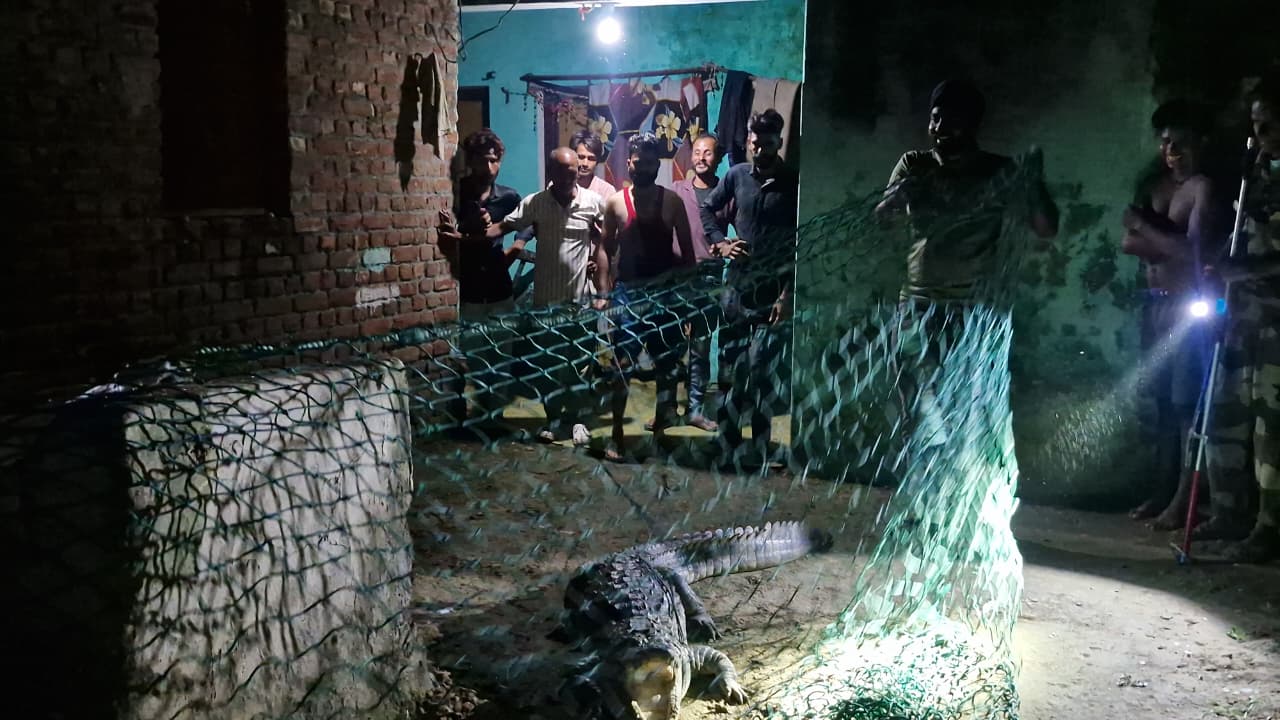 crocodil
