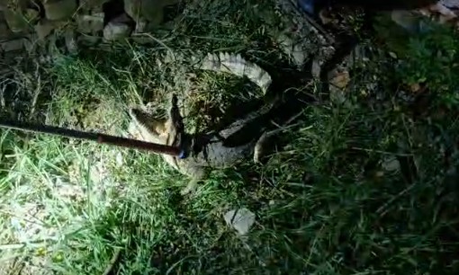 Crocodile