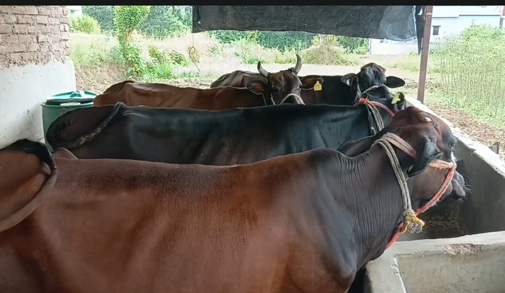 Cows